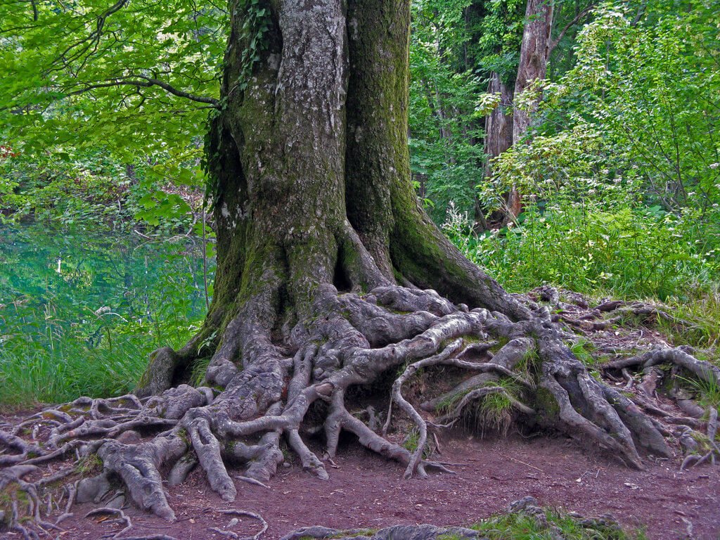 Diagram Diagram Of Tree Trunk Mydiagramonline